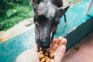 Alimentação saudável