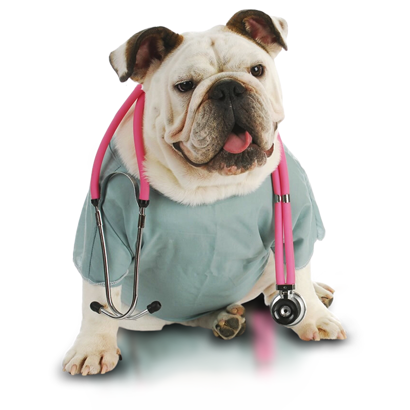 Cachorro com estetoscópio