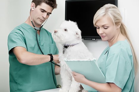 Veterinário examinando cachorro